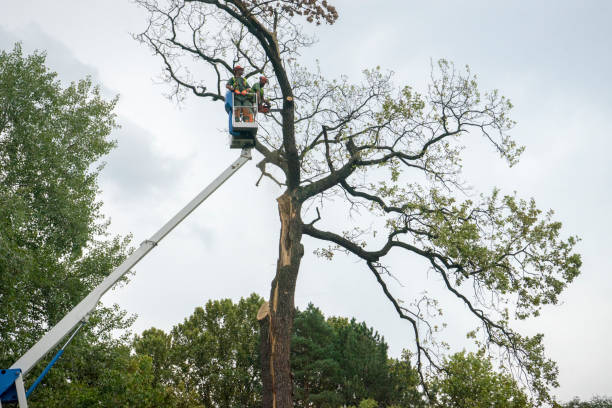 Landscape Design and Installation in Woodstock, GA